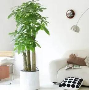 卧室养什么绿植能产生负氧离子,家里放多少绿植负氧离子多