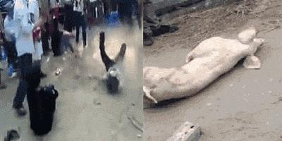 搞笑gif段子被你这个蠢货惊呆了,搞笑gif段子实在是猝不及防啊