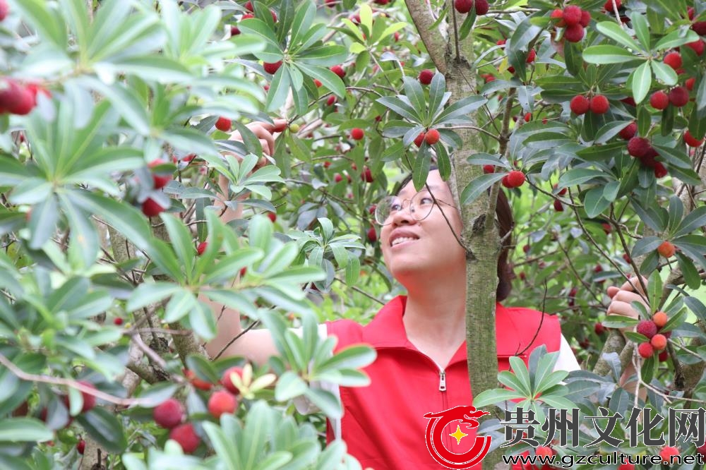 尚重镇绍洞村杨梅,黎平县杨梅种植基地