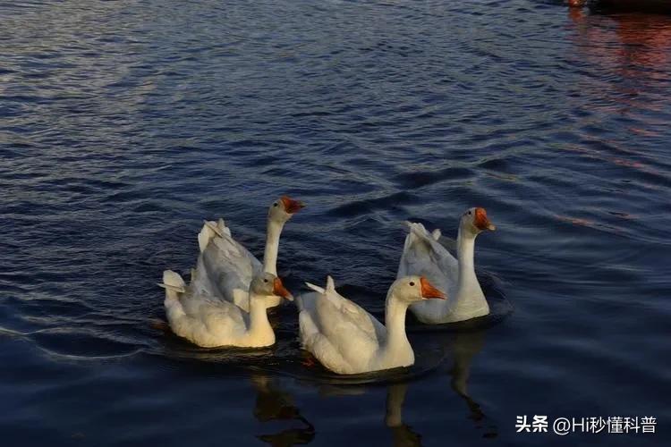 鹅粪真能杀蛇,中国民间故事蛇为什么不可以杀死