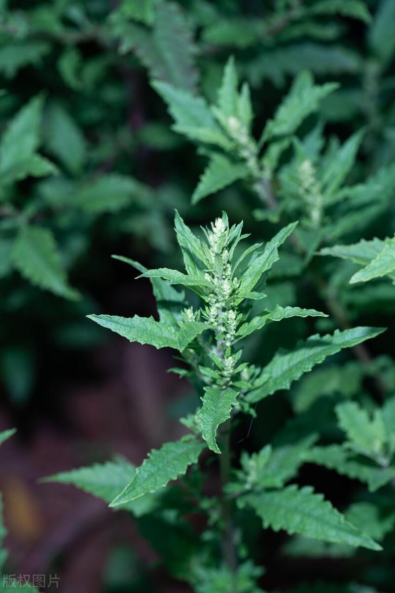 蛇最怕的东西是什么呢,蛇最怕一个东西是什么