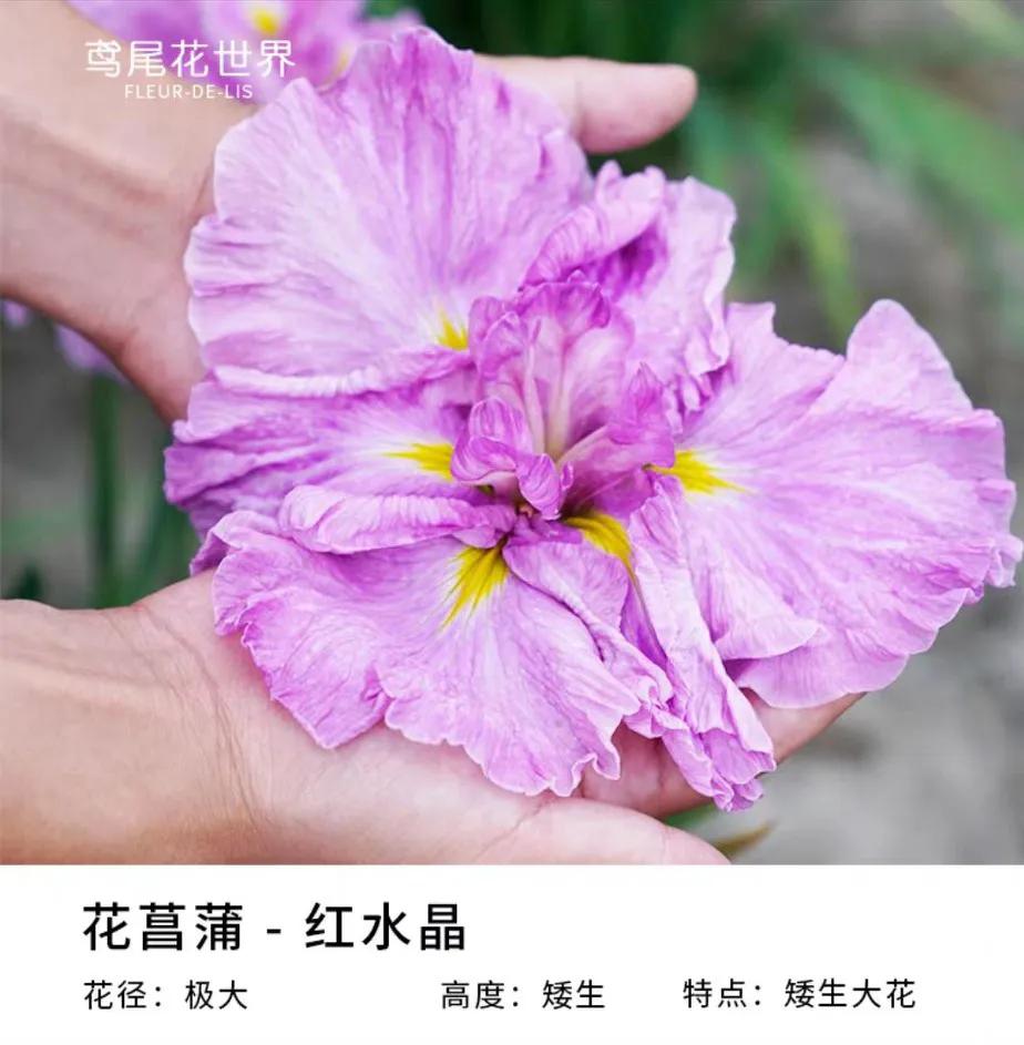 网购花卉养护骗局揭秘,花卉骗局揭秘大全图解