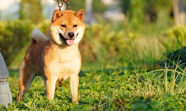 狗狗在家里好吗,狗狗在家里会得细小吗