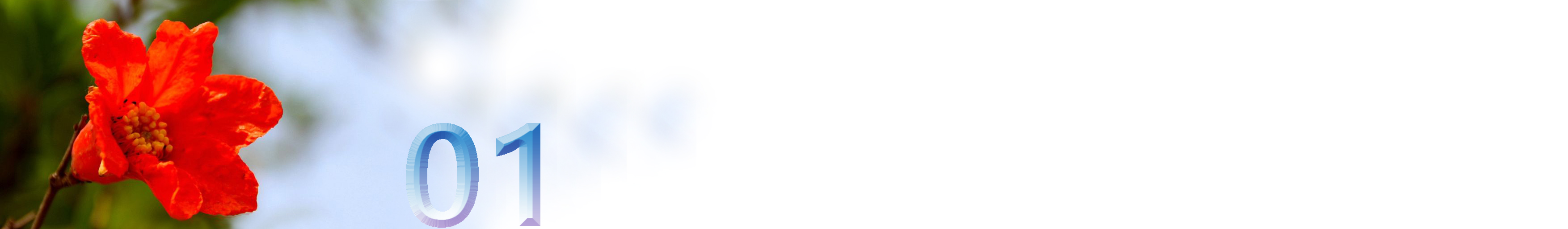 五月石榴花开的唯美诗句,关于石榴花的美文和诗句