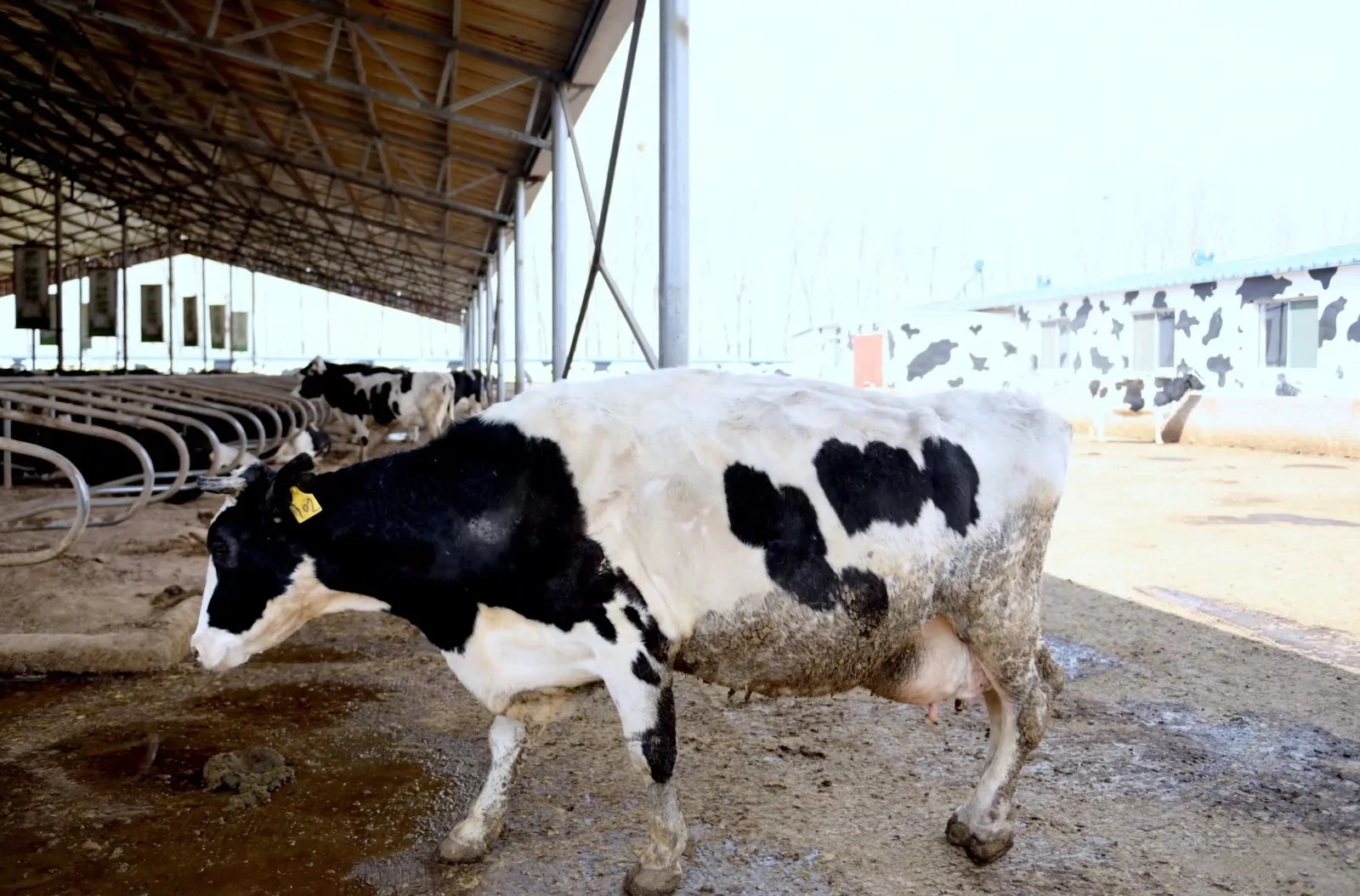 2008年三鹿毒奶粉事件，30万孩子受害，14年后他们现状如何？