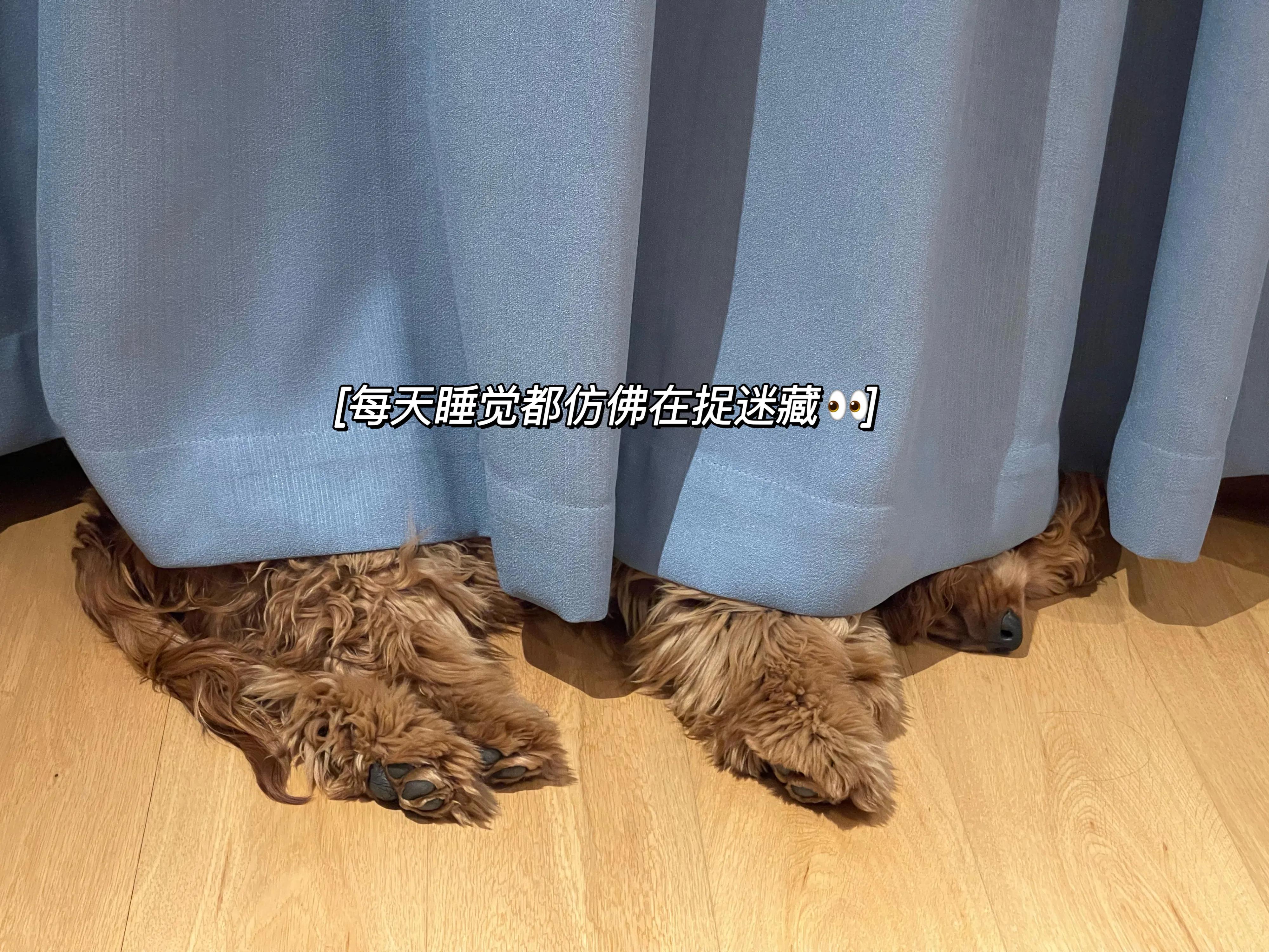 我不是金毛，是英国可卡犬—水煎包的自我介绍,包子麻麻的讲述