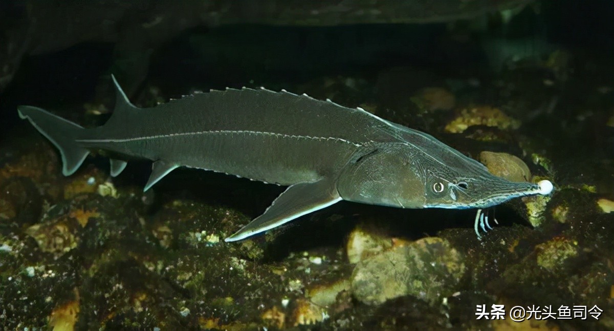 钓鱼钓到保护鱼种放了违法吗,钓鱼犯法的鱼类有哪些种类