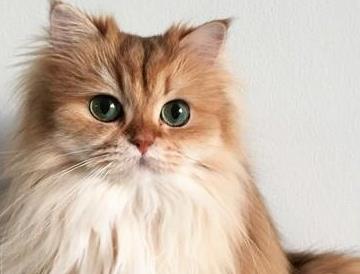 治疗猫癣的维生素是哪个,猫咪维生素防猫癣