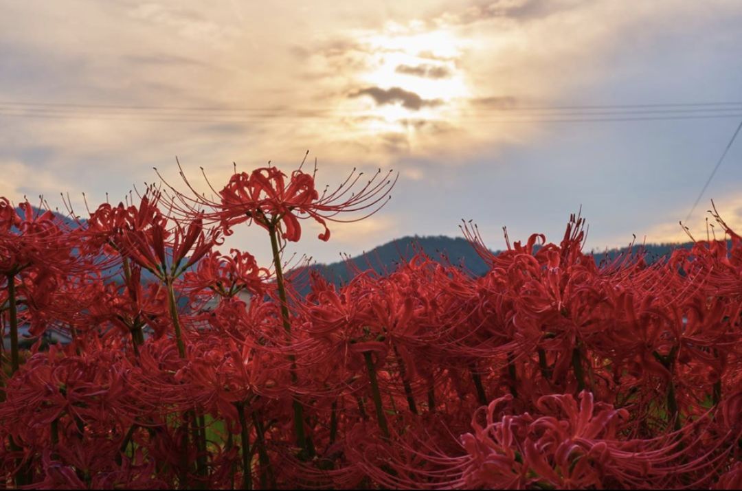 四种花只因太晦气，很少有人愿意养家里，换做是你，你会介意吗？