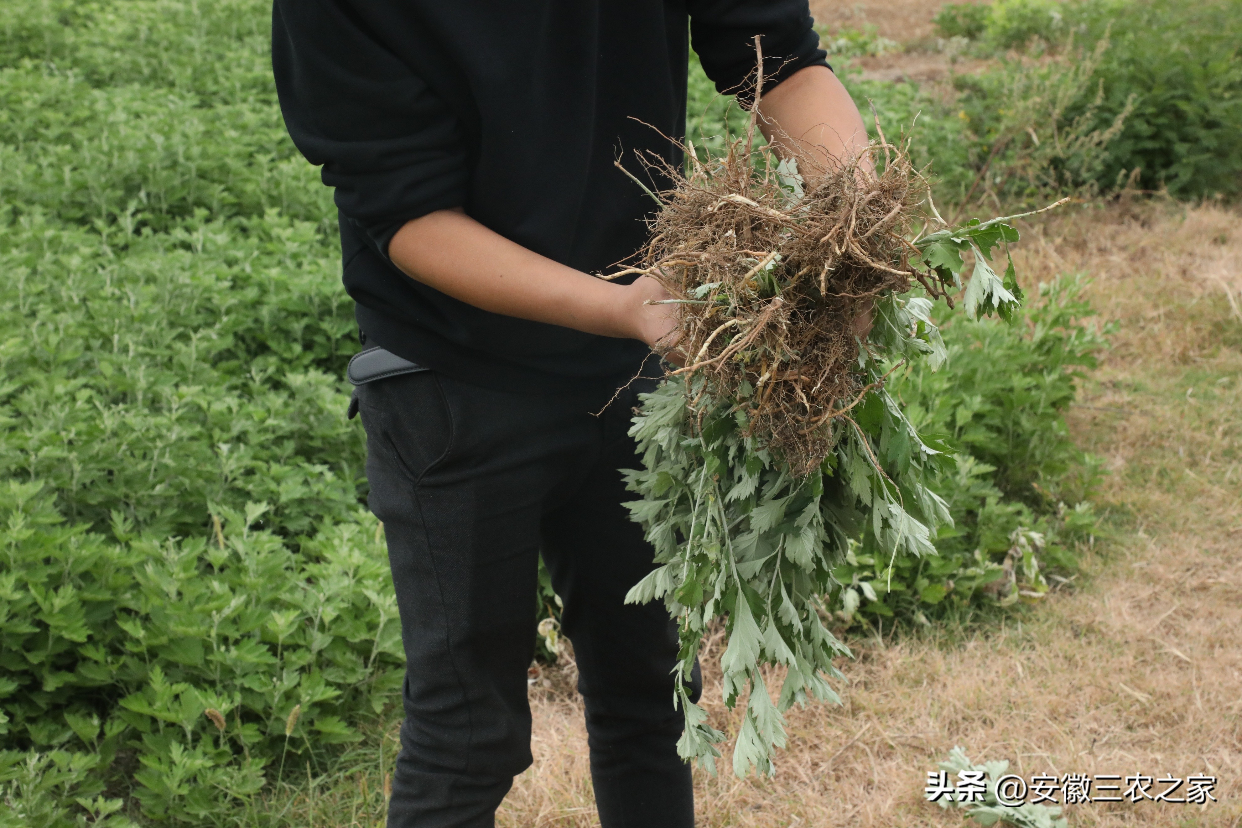 艾草种植一亩收益多少钱,种植艾草一亩地投资收益