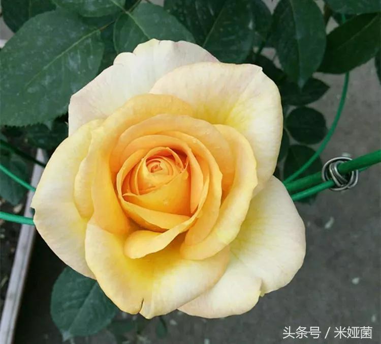 月季品种醉花,月季品种大全及图片欣赏