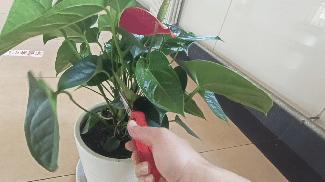 红掌叶子发黄焦边干枯掉叶掉花,红掌叶子枯萎了怎么补救