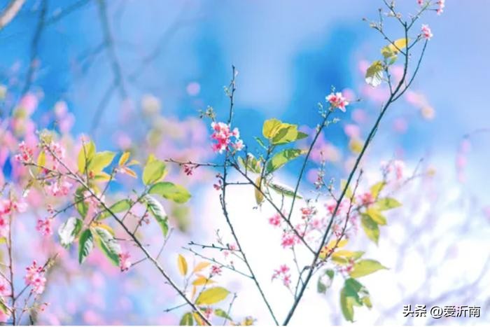 小满花未全开,小满花未全开图文