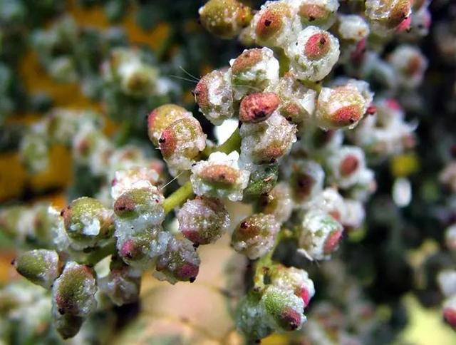 大自然中树有哪些秘密呢,神奇的大自然神奇的树