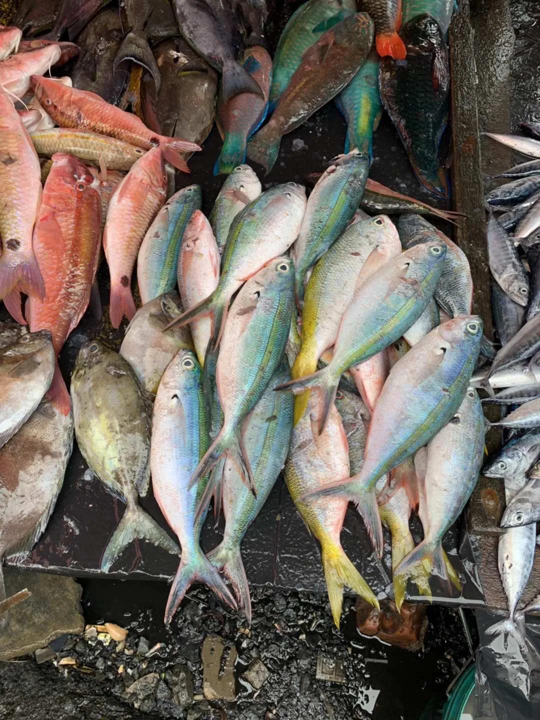 东南亚风情美丽的仙本那海岛,旅途中的风景迷人