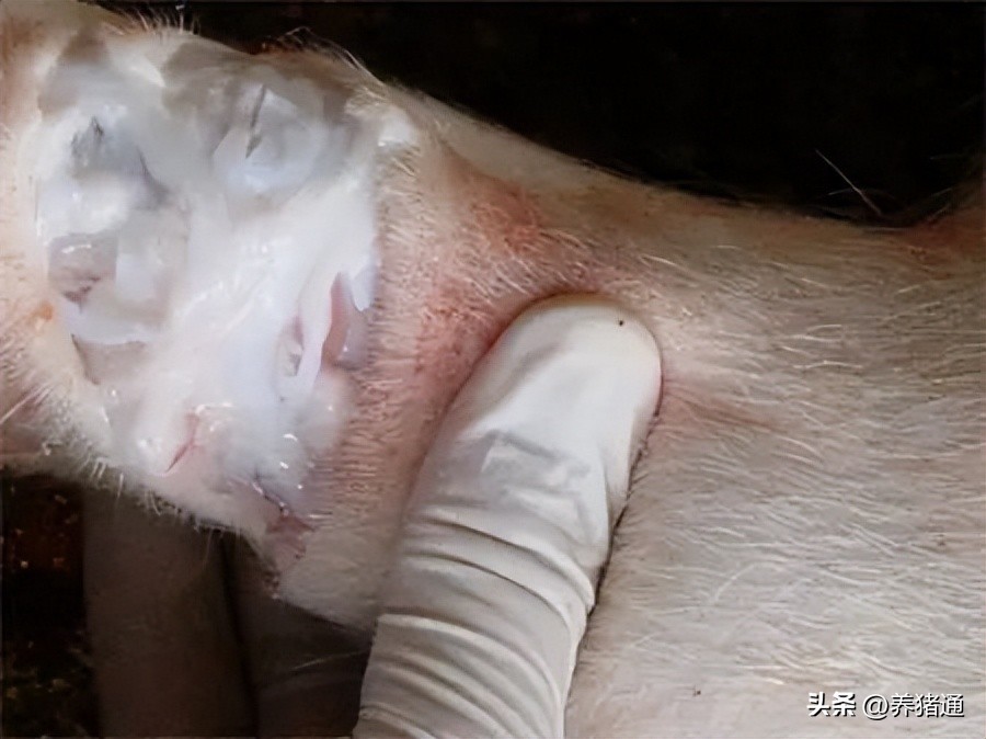 猪链球菌感染怎么预防,猪链球菌感染怎么防治