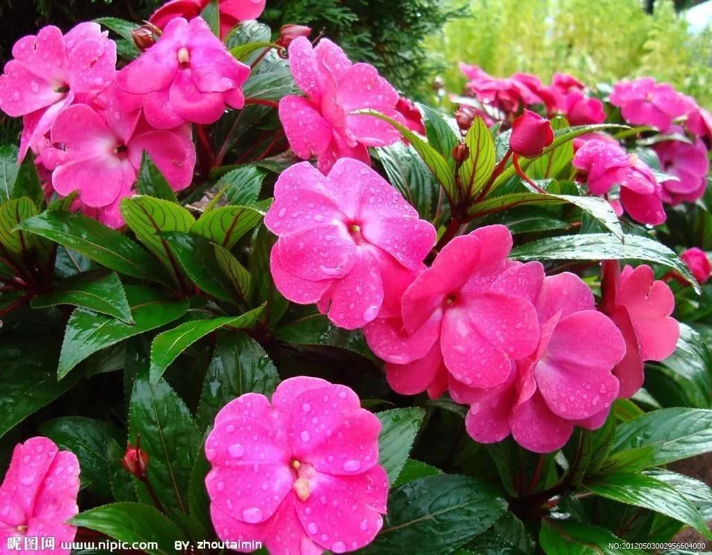 每日一根花卉植物,每日一植