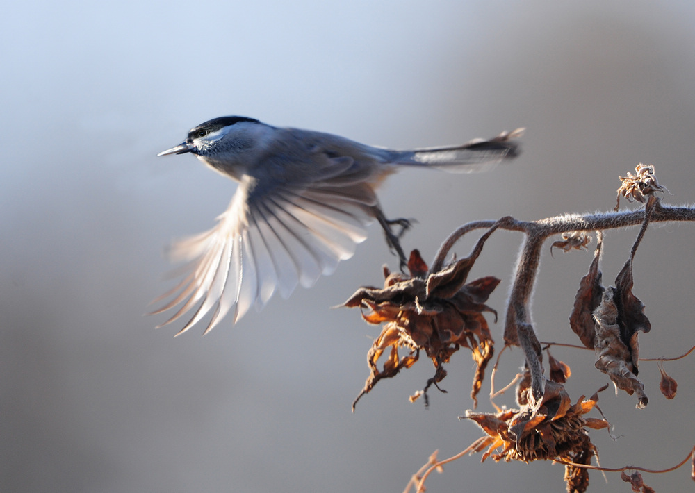 中国即将消失的养鸟文化六：这种鸟深受乾隆帝喜爱，为它特制笼子