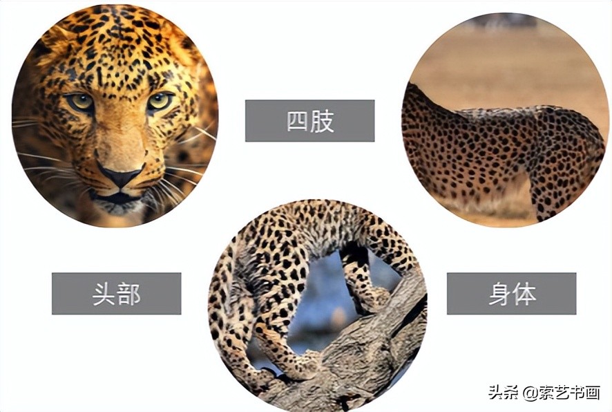 冬眠的小动物创意美术教学,幼儿美术丛林里的狮子美篇