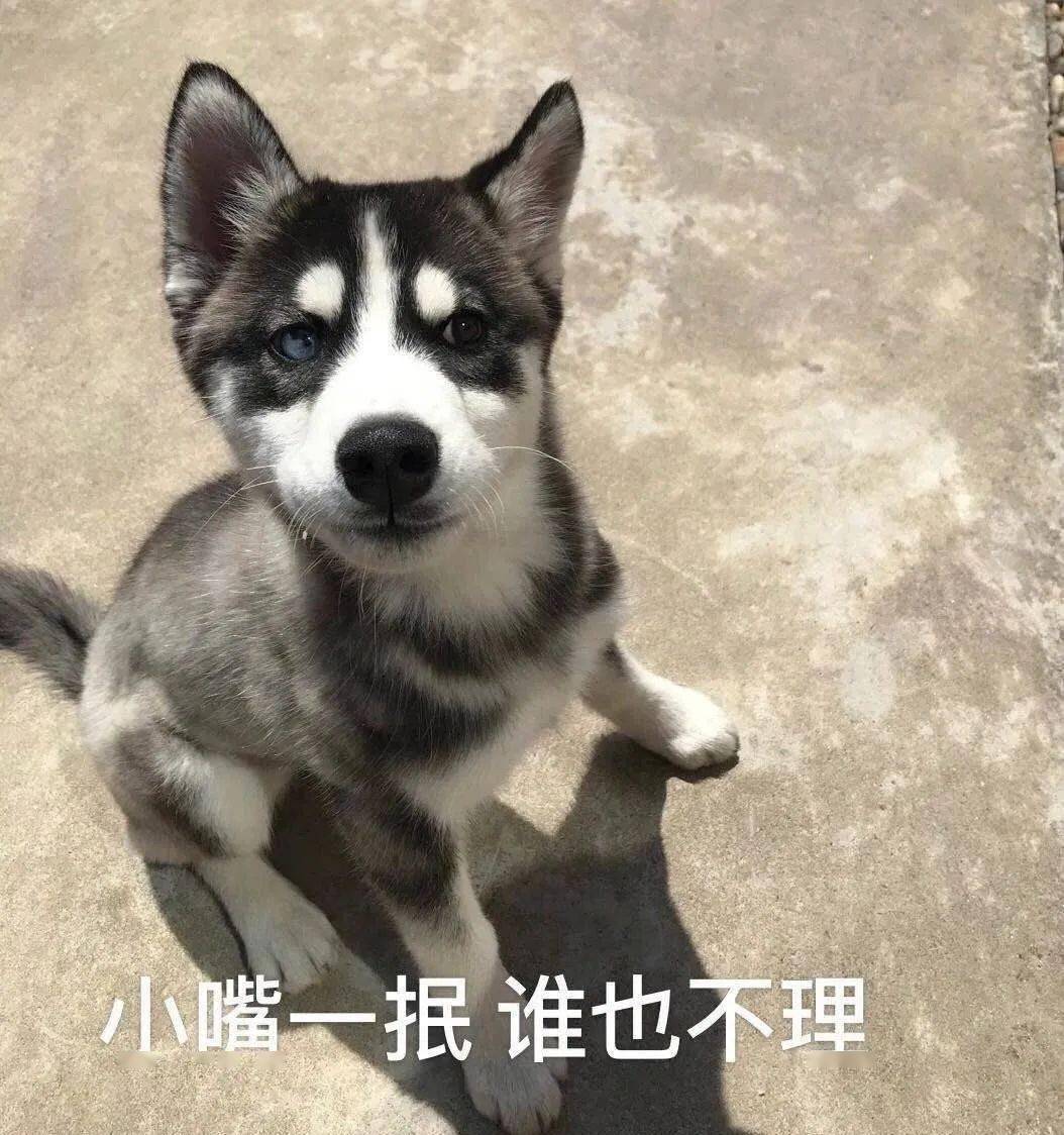 100天后会被扔掉的狗,越养越不对劲的野兽