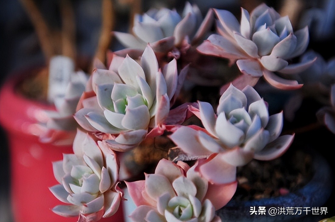 蓝石莲的养殖方法和注意事项,蓝石莲扦插先有芽还是先有根