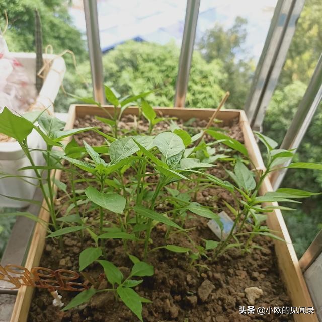 深圳打工500块钱租房子一个月,深圳打工租的2000元的房子