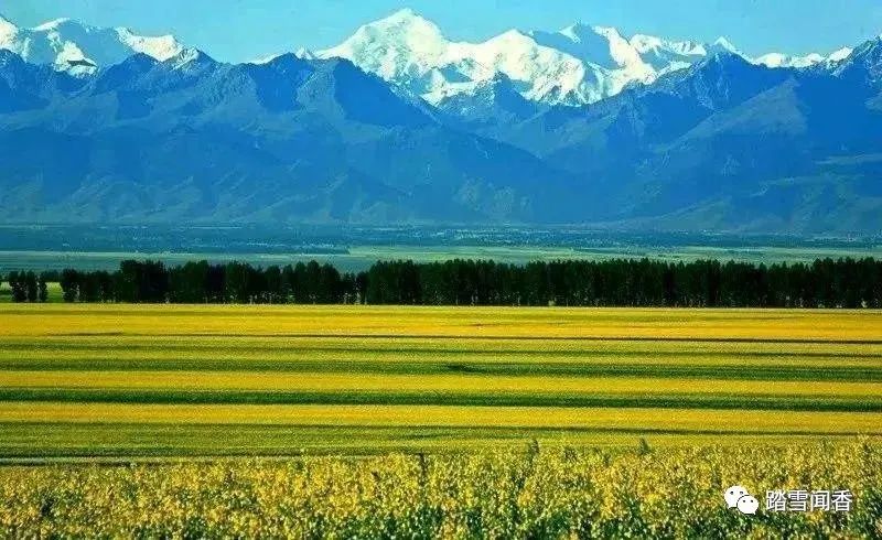 三月油菜香,阳春三月油菜花开春的味道