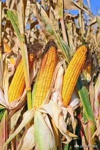 一年一度国庆节收玉米,记忆中的秋天收玉米