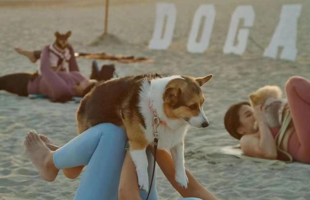 在北美，狗比人还“卷”？