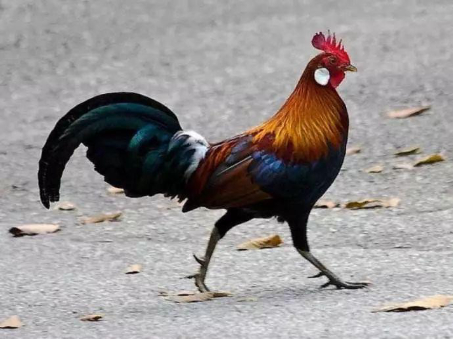 母鸡打鸣为什么会被杀,为什么公鸡打鸣母鸡不打鸣呢