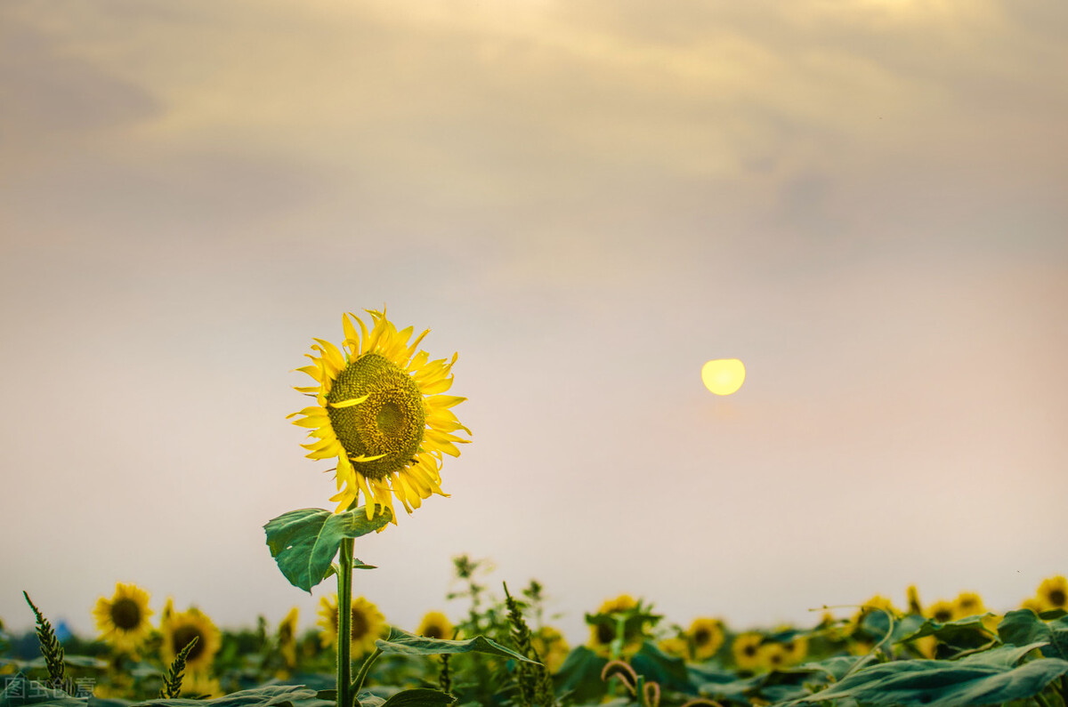 心累做什么可以治愈,心里苦如何克服