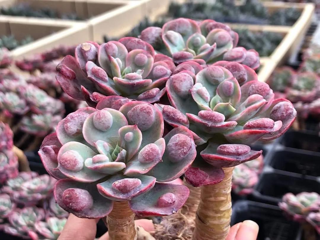 多肉专治强迫症,瘤子多肉植物