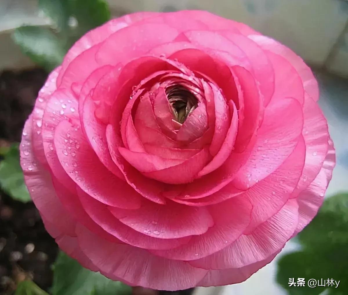 十大绝美花朵,绝美花朵视频