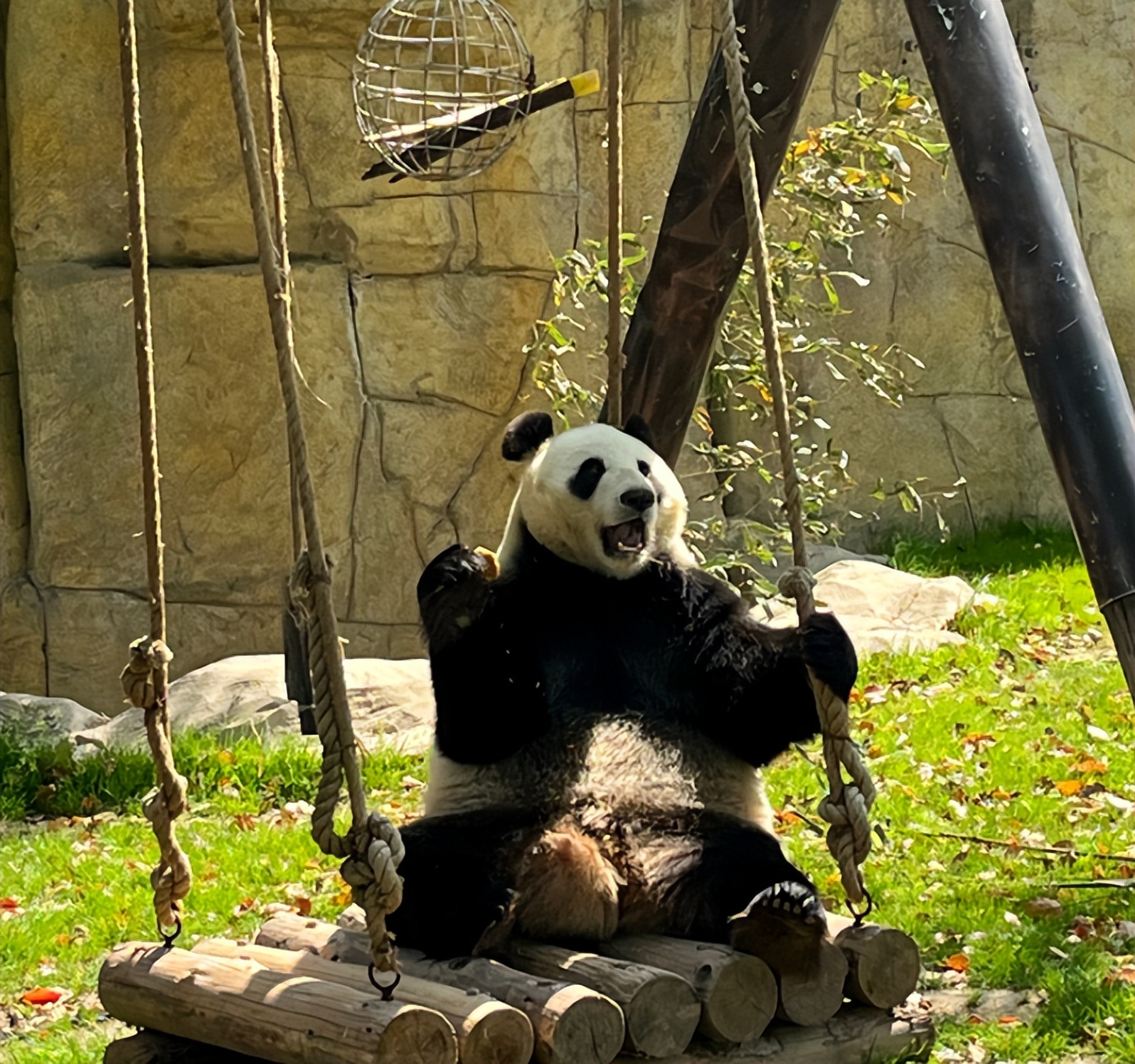 上海动物园自由行攻略路线推荐,上海动物园4a一日游攻略