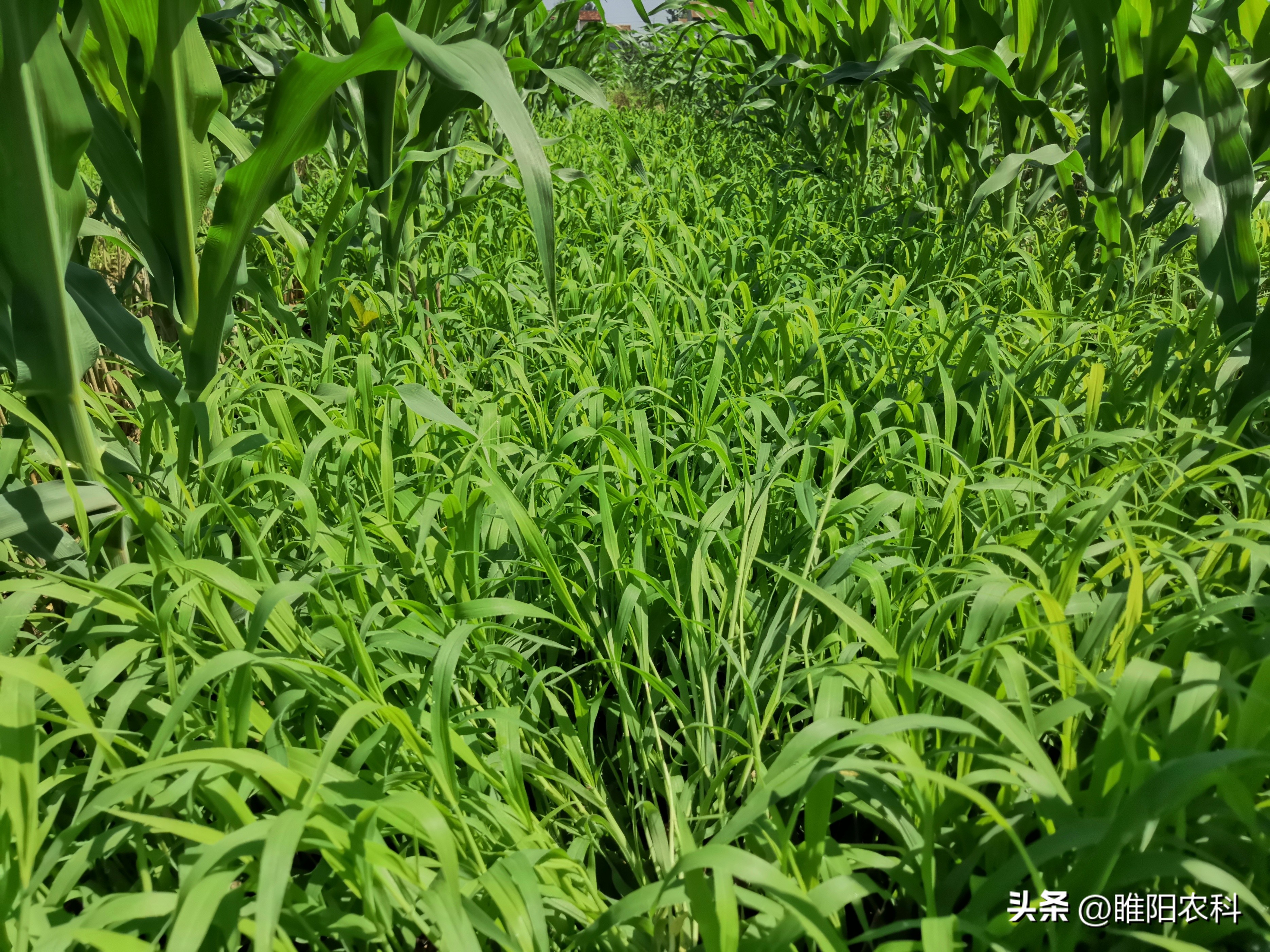 玉米田除草如何安全高效,玉米田间除草用什么药