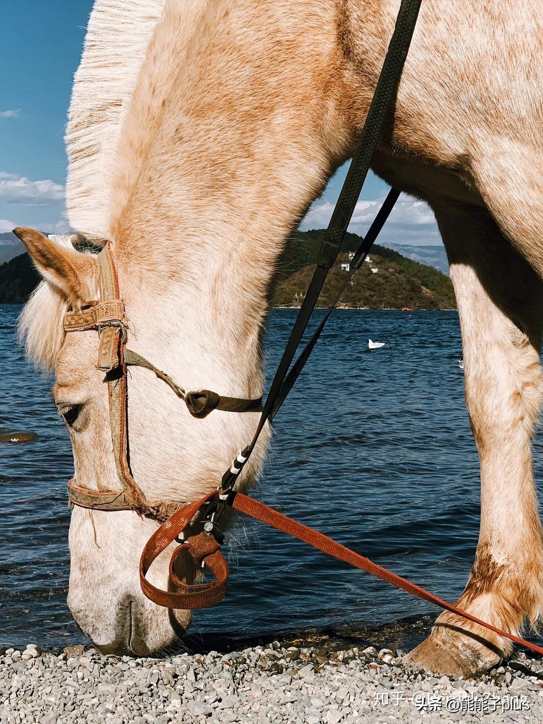 iphone12相机美颜怎么开,iphonex相机最佳设置