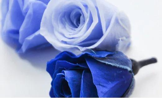 霓裳玫瑰花花语和寓意,香槟色玫瑰花花语和寓意