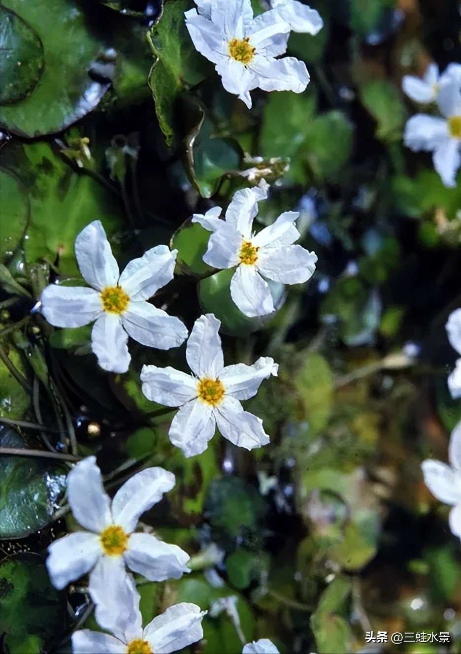 池塘里适合种什么植物,鱼塘适合种点什么植物