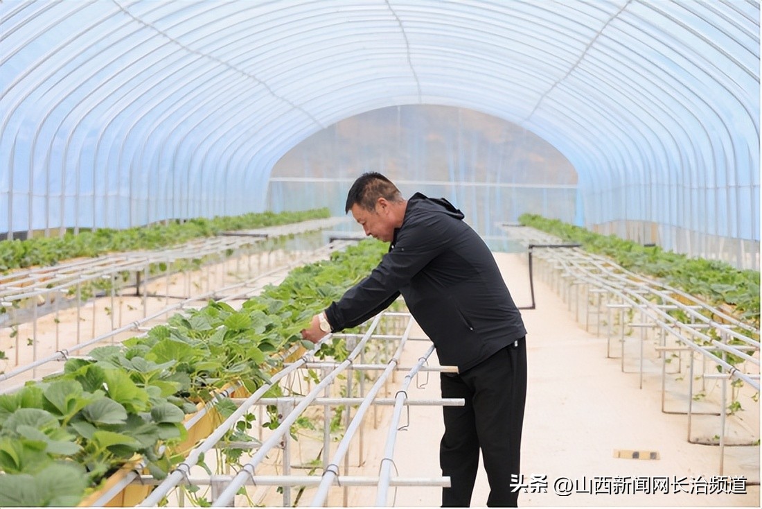 董家营草莓基地,董家草莓基地