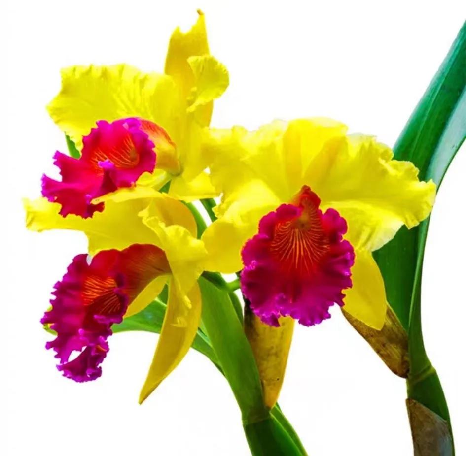 兰花的唯美图片,珍稀兰花各色大全