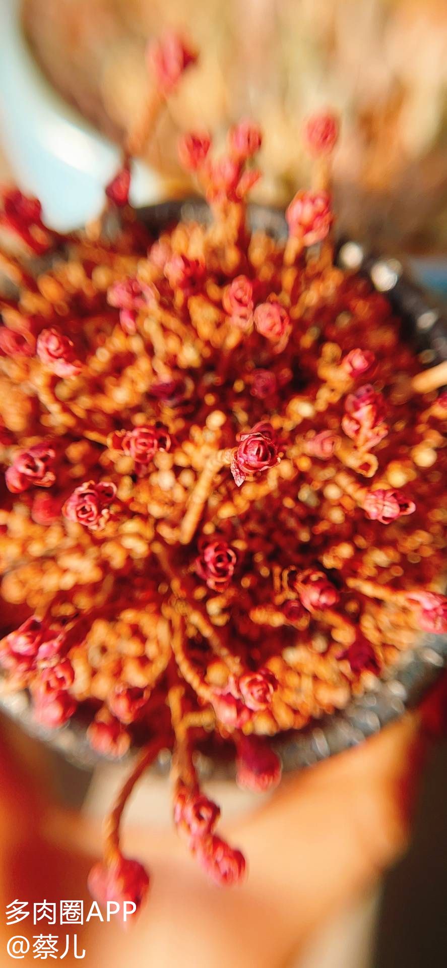 花盆排水最佳方法,花盆底下的排水孔太大怎么办