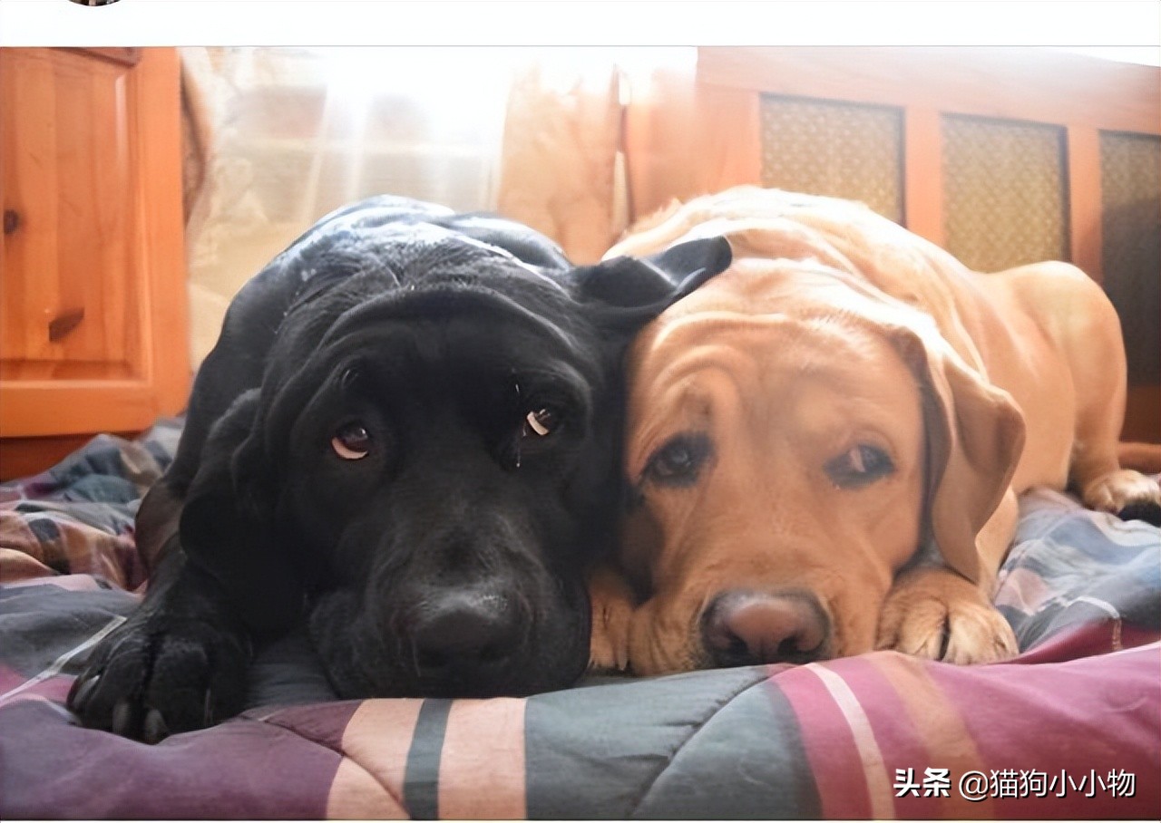 狗没有亲子观念吗,狗没有生殖器官吗