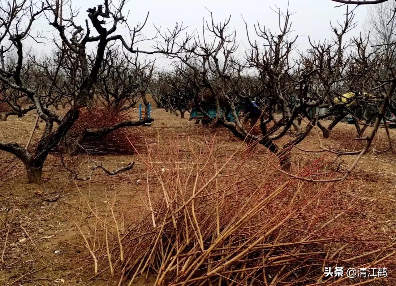 果树清园是先杀虫还是杀菌,果树清园管理方法