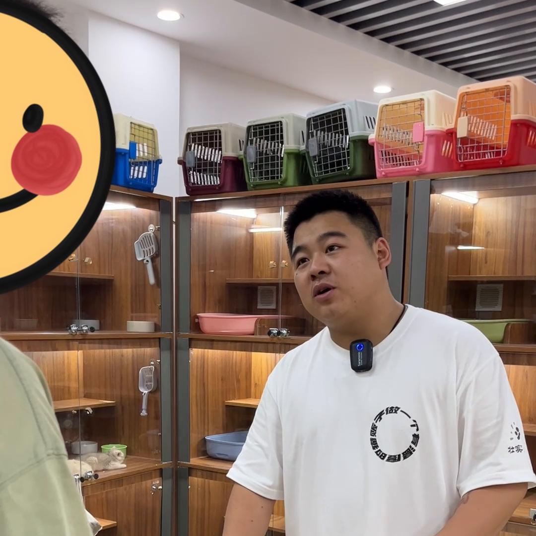 金渐层猫为什么不建议养 (如何把金渐层猫咪养得又肥又胖)