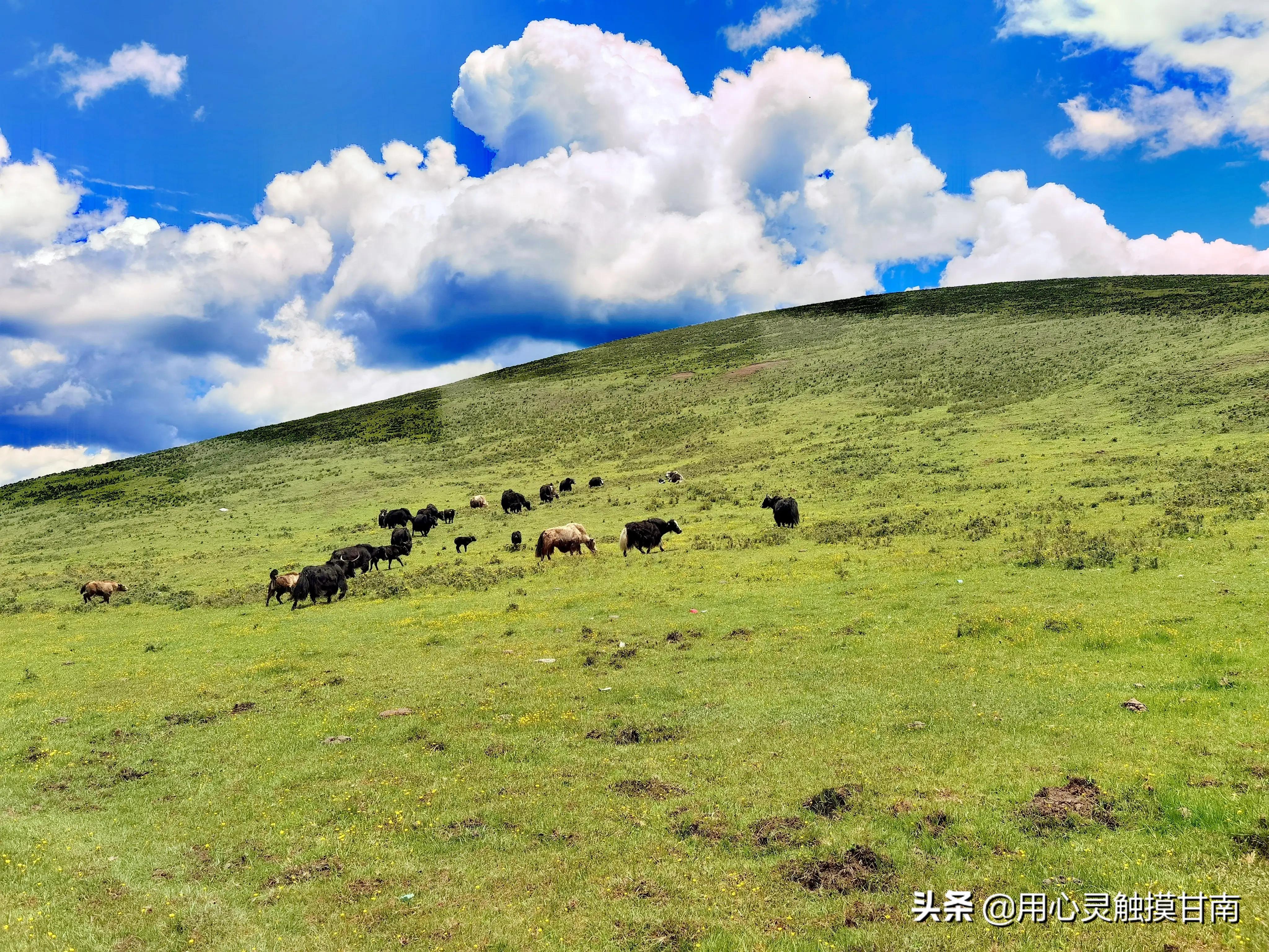 去宕昌县看草原怎么去,宕昌县草原旅游路线