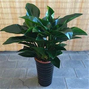 海南金钻还是云南金钻凤梨好吃,小型金钻和大金钻绿植能长多高