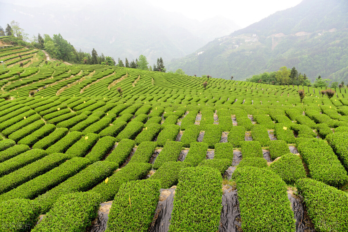 大乌龙！马云定居日本是假，要带技术回国是真
