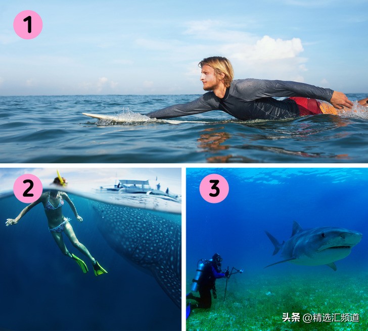 怎么防止鲨鱼进入沙滩,如果发现鲨鱼怎么办