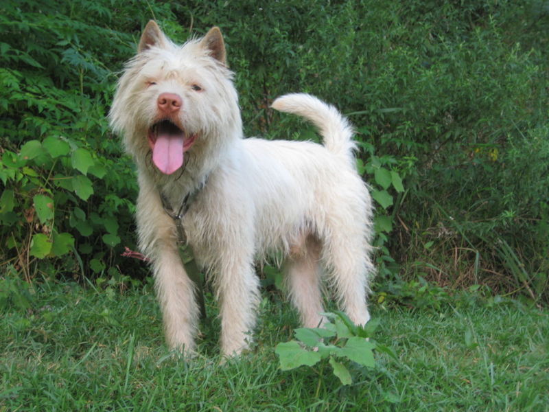 中华田园犬的血统是狗中最高贵的,中华田园犬五大名狗品种