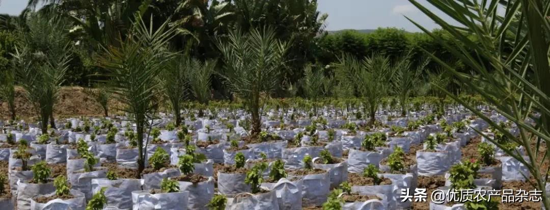 被称为绿色金子的特色蔬菜,被欧洲人称为绿色金子